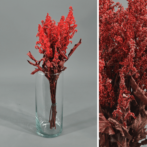 Astilbe preservada roja
