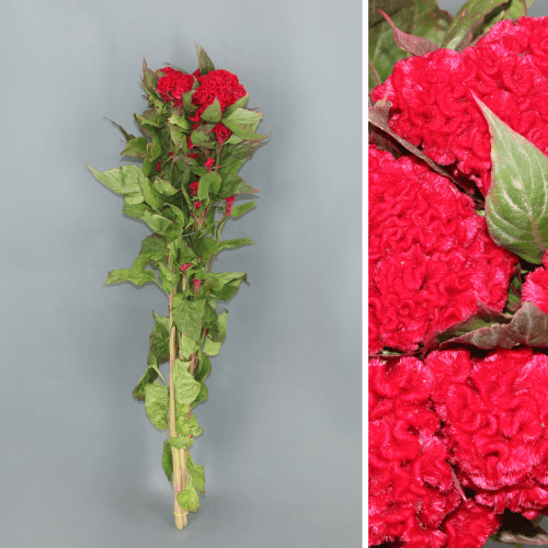 Bouquet de 10 Célosies Rouges Crête-de-Coq, Fleur fraîche de 80 cm de long, 10 tiges