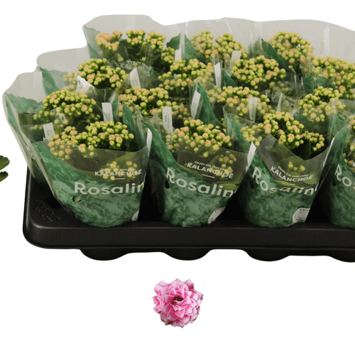 Kalanchoe Rosalina Rosa Dobrado - Mini Planta com Flor (15 cm), Planta de 15 cm de altura, conjunto de 16 unidades