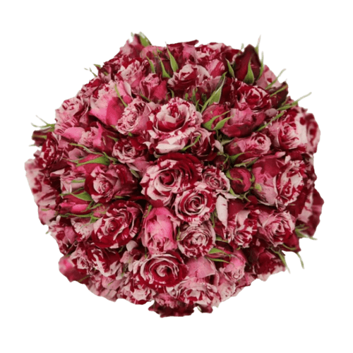 Rosa Crazy Rosever blanc i rosa, Flor fresca de 50 cm de llarg