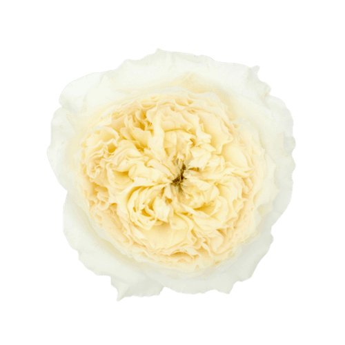 Rosa de Jardim Patience David Austin, Flor fresca de 40 cm de comprimento