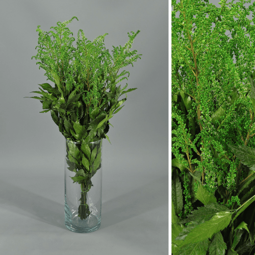 Astilbe preservada verde