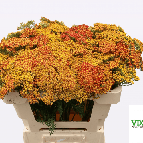 Bouquet de 10 Achillées Walther Funcke Orange (Achillea millefolium), Fleur fraîche de 50 cm de long, 10 tiges