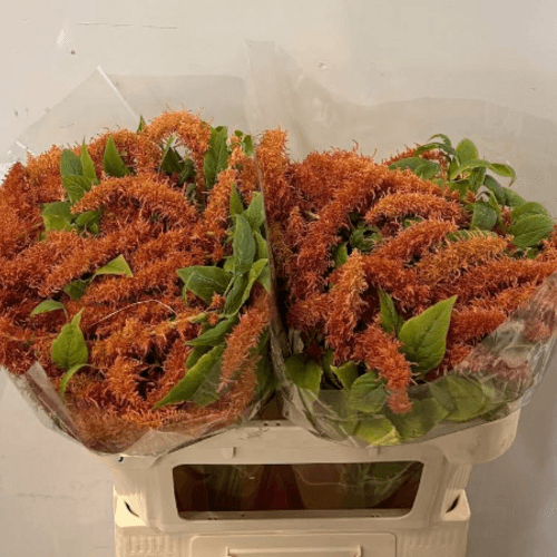 Bouquet de 10 amarantes Brown Spider terracotta, Fleur fraîche de 75 cm de long, 10 tiges