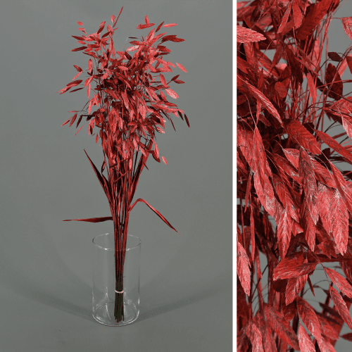 Chasmanthium latifolium (avena de mar) rojo 80 cm