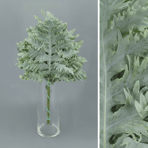 Fougère Phlebodium Rucula verte, 20 ou 30 tiges, Feuillage de 50-60 cm de long, en botte