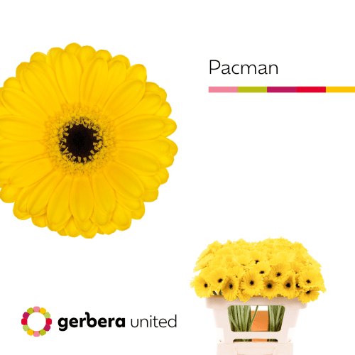 Ramo de 20 Gerbera jamesonii (xerberas mini) amarelas Pacman (50 cm), Flor fresca de 50 cm de longo, 20 talos