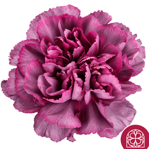 Œillet Fuchsia, Fleur fraîche de 70 cm de long, bouquet de 40 tiges