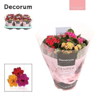 Kalanchoe Carnaval, Planta de 26 cm de altura, conjunto de 6 unidades
