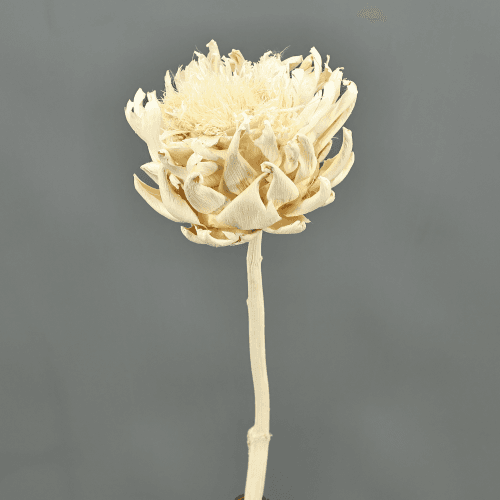 Cynara seca blanca