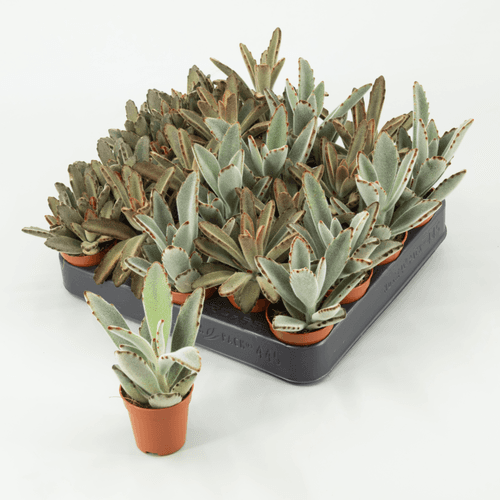 Kalanchoe Tomentosa (Planta Panda), Planta de 8 cm de alto, pack de 20 uds