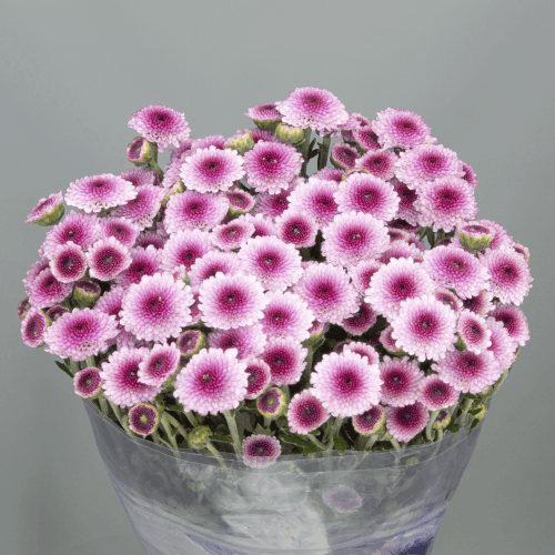 Crisantemo Dotty Pink Cherry