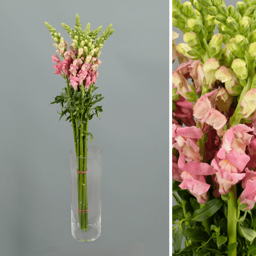 · Antirrinum Pink, Rosa