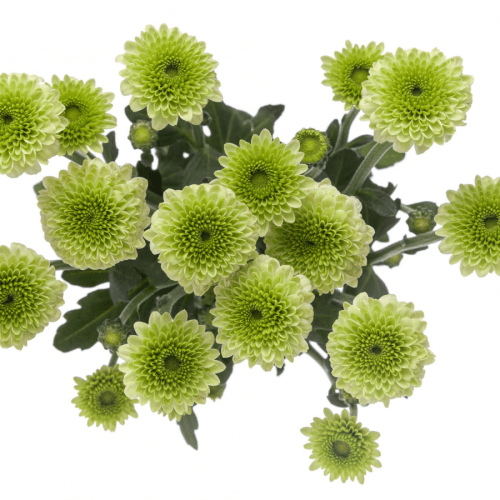 Ramo de 20 Chrysanthemum (crisantemo) Candy Crush verde, Flor fresca de 70 cm de largo, 20 tallos