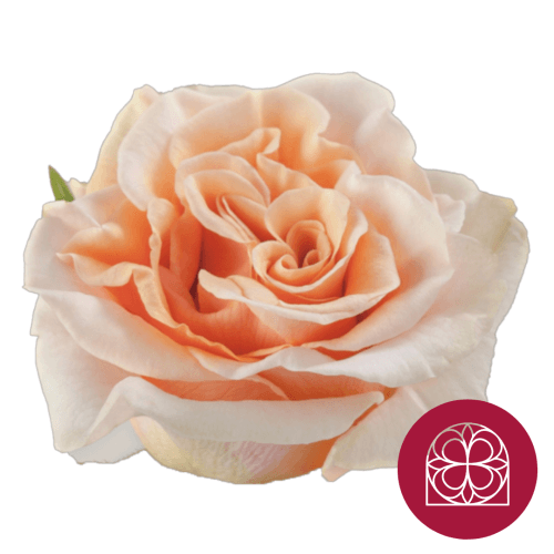 Bouquet de 3 Roses Phoenix, Fleur fraîche de 70-80 cm de long, 25 tiges