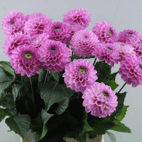 Ramo de 30 Dalias Rosas Dark Wizard, Flor fresca de 55 cm de largo, 30 tallos