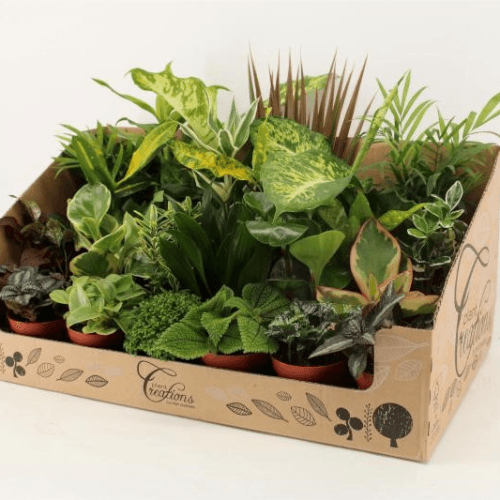Plantamix (24 Colors)