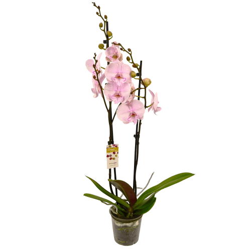 Orchidée Phalaenopsis Ambon Rose Clair, Plante de 65 cm de haut
