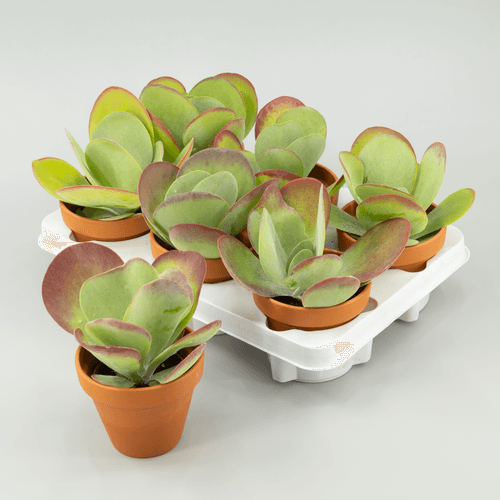 Kalanchoe Thyrsiflora (Planta Paleta), Planta de 17 cm de alto, pack de 6 uds