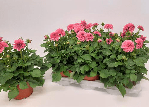 Dalia Dahlietta Emily Rosa - Planta con Flor de Patio (35 cm), Planta de 35 cm de alto, pack de 6 uds