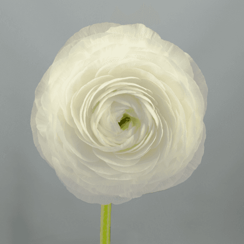 Ranunculus Bianco Elegance