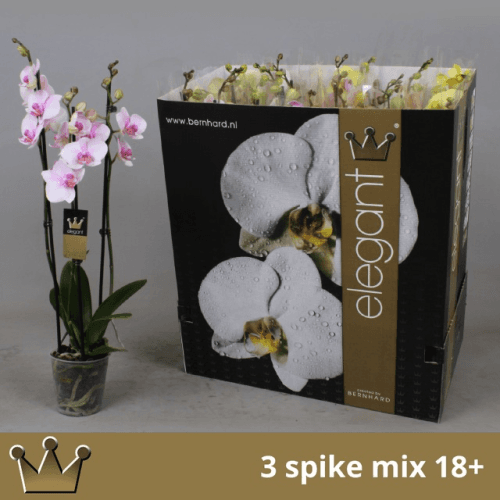 Pack de 12 Phalaenopsis (orquídea mariposa) surtidas, 3 varas, Planta de 60-70 cm de alto