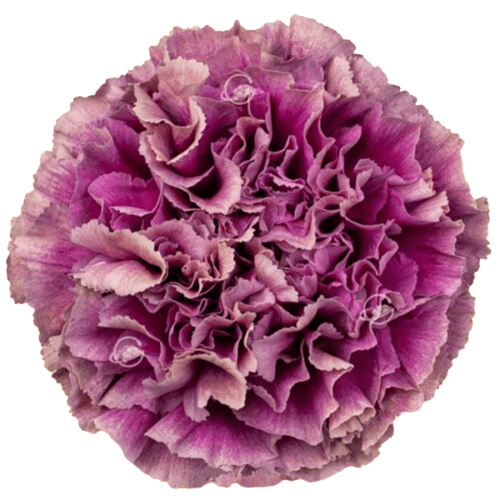 Bouquet de 25 oeillets violets Merletto (Dianthus caryophyllus), Fleur fraîche de 70 cm de long, 25 tiges Geoflora