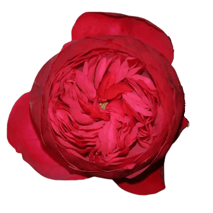 Bouquet de 12 Roses de Jardin Rouges Piano, Fleur fraîche de 40 cm de long, 12 tiges