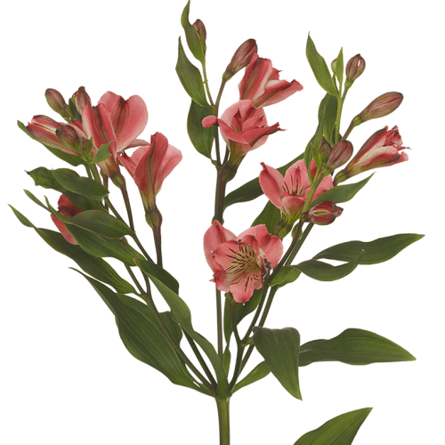 Ram de 20 Alstroemèries Roses Florinca Giovanna (Astromèlia), Flor fresca de 65 cm de llarg, 20 tiges