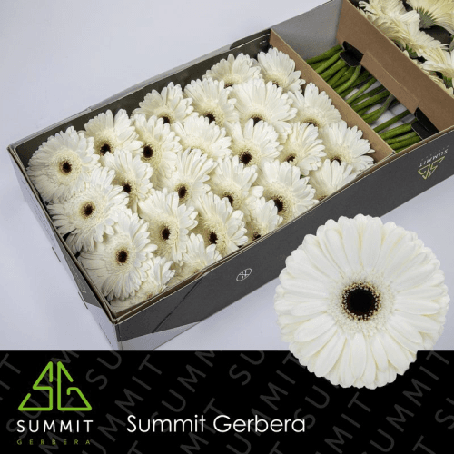 Gerbera Grande Owen