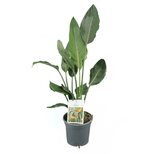 Strelitzia Reginae