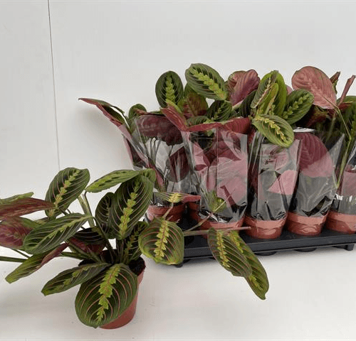 Maranta Fascinator
