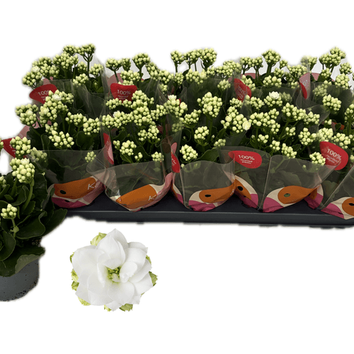 Kalanchoé Greta à Fleurs Doubles Blanches 22 cm