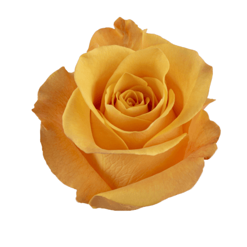 Ram de 3 roses taronges Aloha, Flor fresca de 50 cm de llarg, 25 tiges