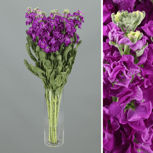Alheli Iron Purple, Púrpura