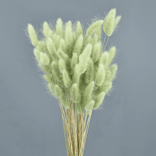 Lagurus ovatus seco verde claro 40 cm (rabo de lebre)