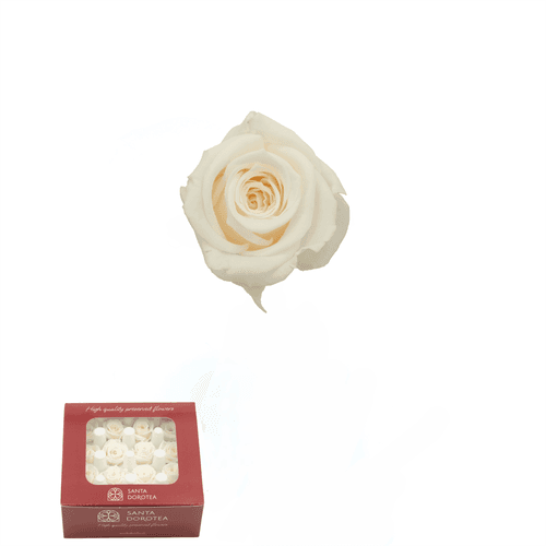 Rosa eterna Champagne