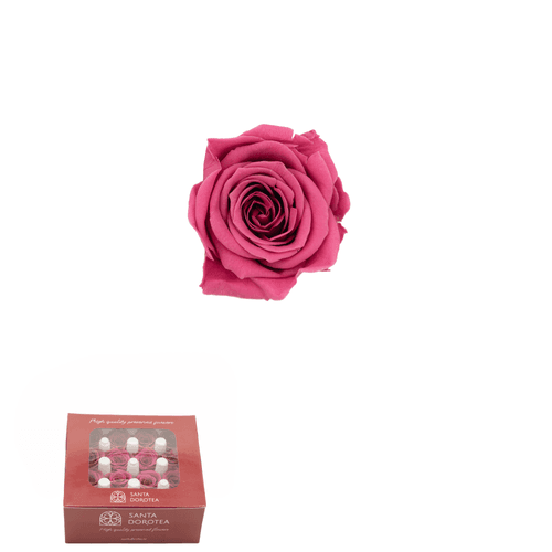 Rosa eterna Cereza