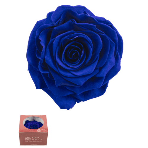 Rosa eterna Azul Zafiro