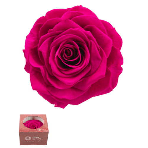 Cabeça de Rosa Preservada Rosa Forte (Hot Pink), Ø 3 cm