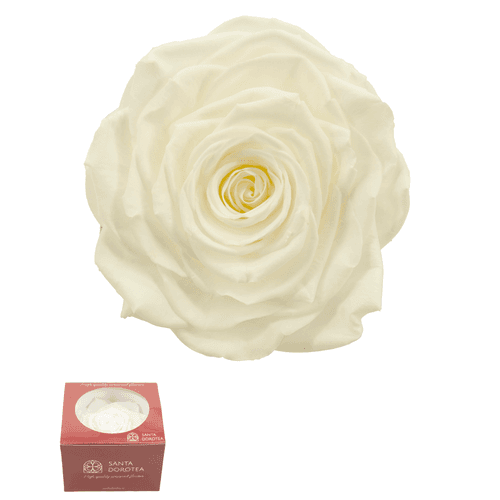 Rosa eterna Vori