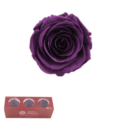Rosa eterna Violeta