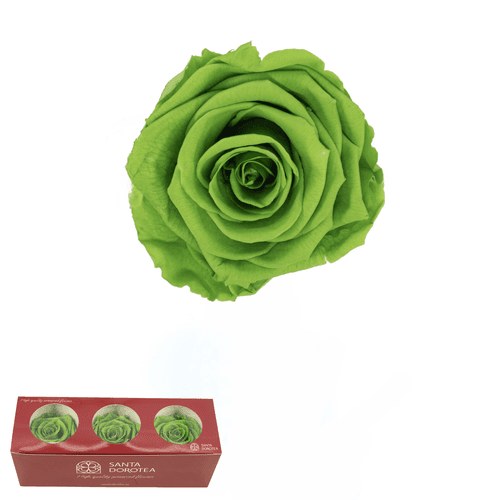 Tête de rose stabilisée verte