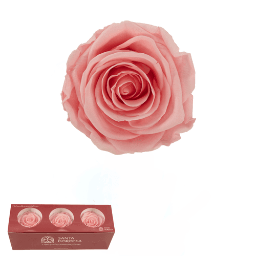 Rosa eterna Rosa Baby