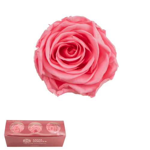 Rosa eterna Madeleine color rosa