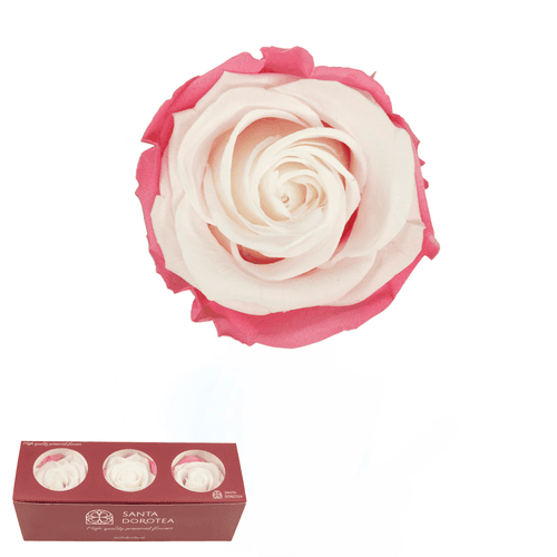 Rosa eterna Blanco y rosa