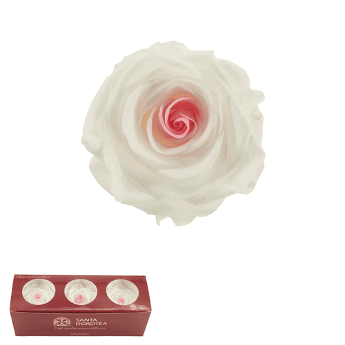 Rosa Mignon Preservada Blanc i rosa