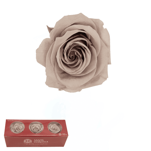 Rosa eterna Beige Arena