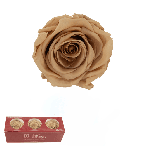 Rosa eterna Nude