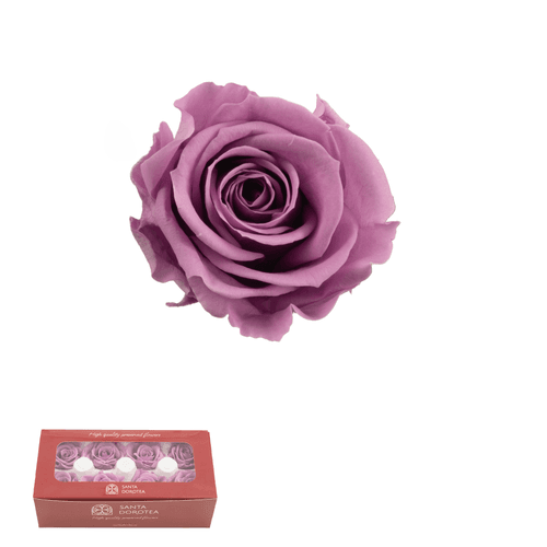 Rosa eterna Lila